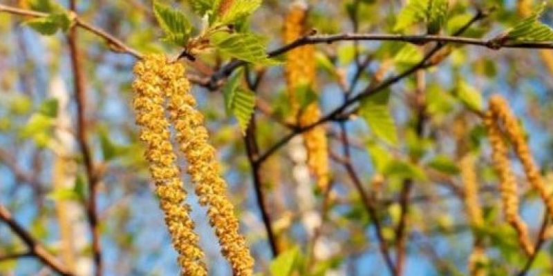 Wysokie stężenia pyłków brzozy w prognozach modeli CAMS