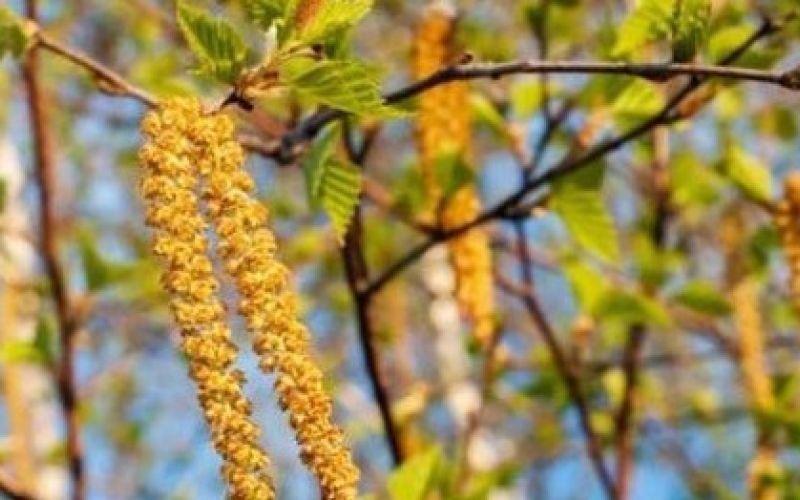 Wysokie stężenia pyłków brzozy w prognozach modeli CAMS