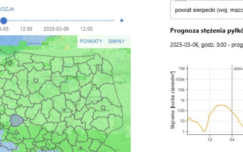 Sezon pylenia olchy i brzozy rozpoczęty – prognoza alergenów dla zdrowia